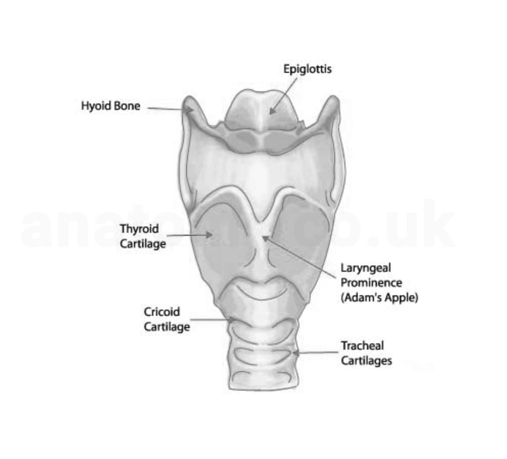 cricoid cartilage