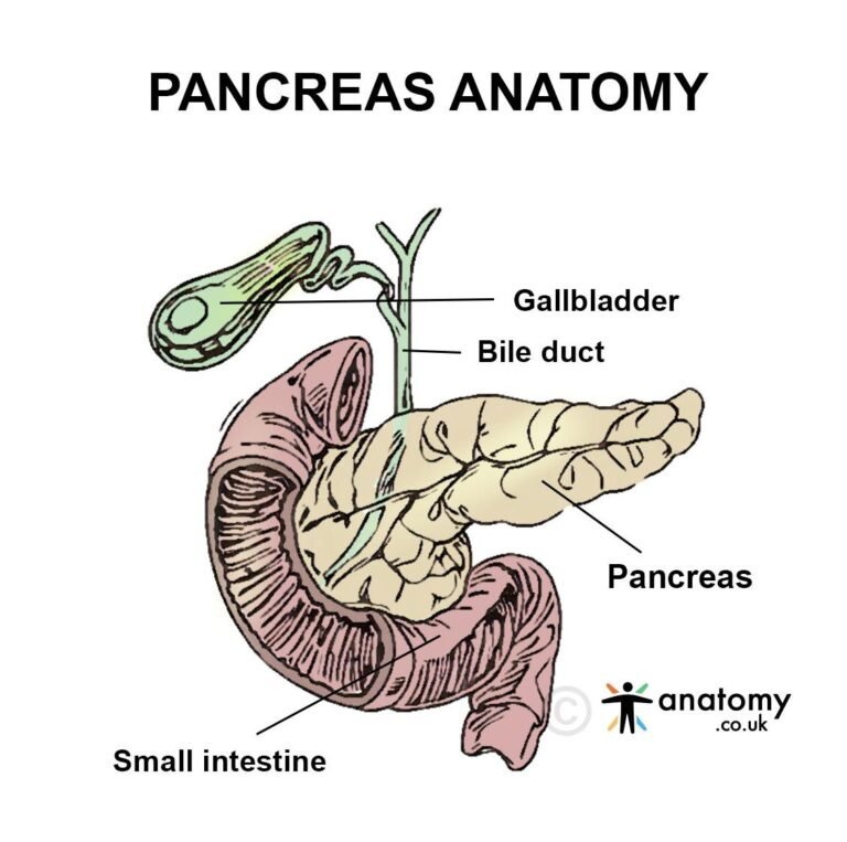 Pancreas Location Anatomy Function Structure Diagram