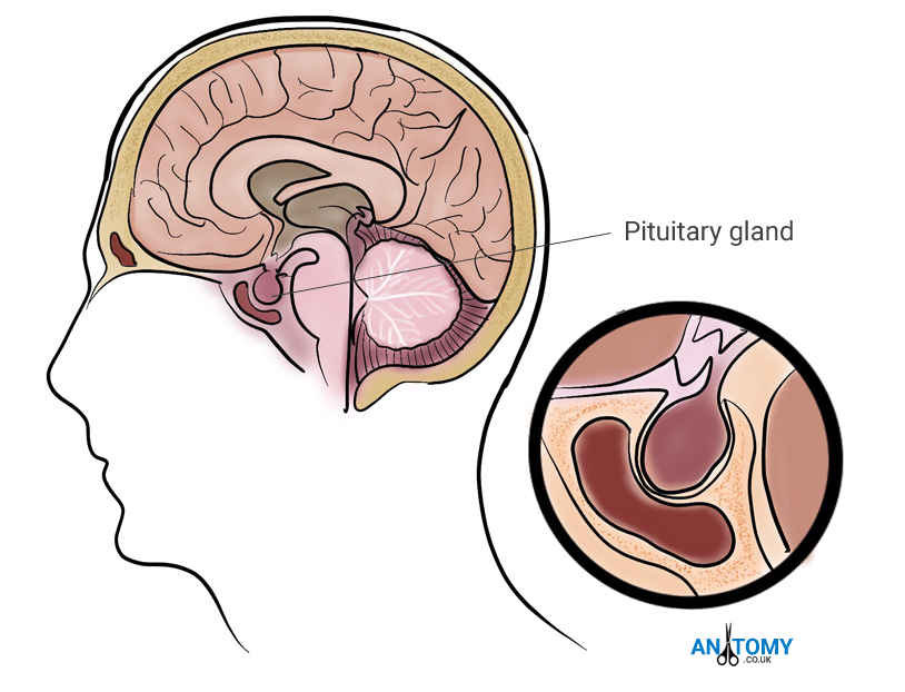 Pituitary Gland Anatomy Structure Pathology Pictures