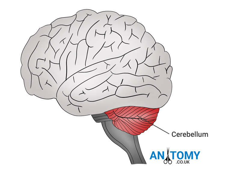 cerebellum diagram