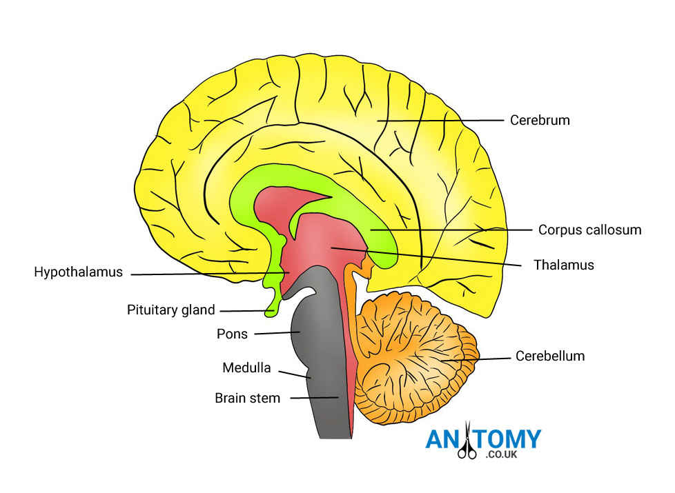Brain structure. Physical structure of the Human Brain. Parts of Corpus callosum. Активируется Corpus callosum.