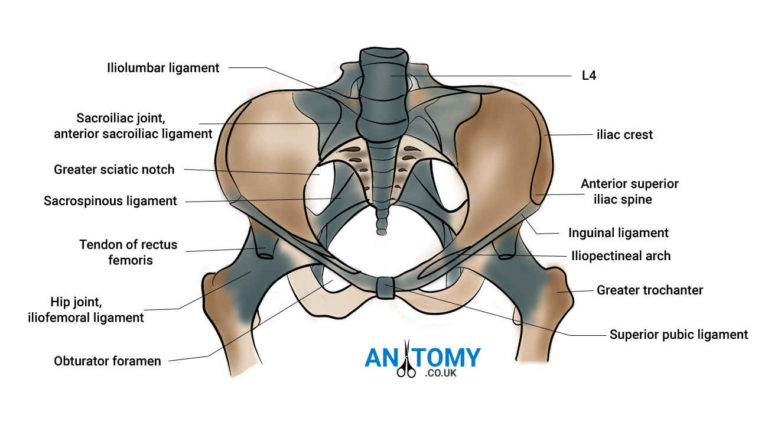 pelvis joints and ligaments