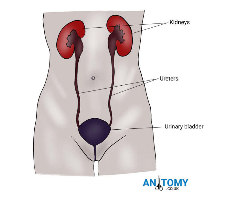 location of ureter