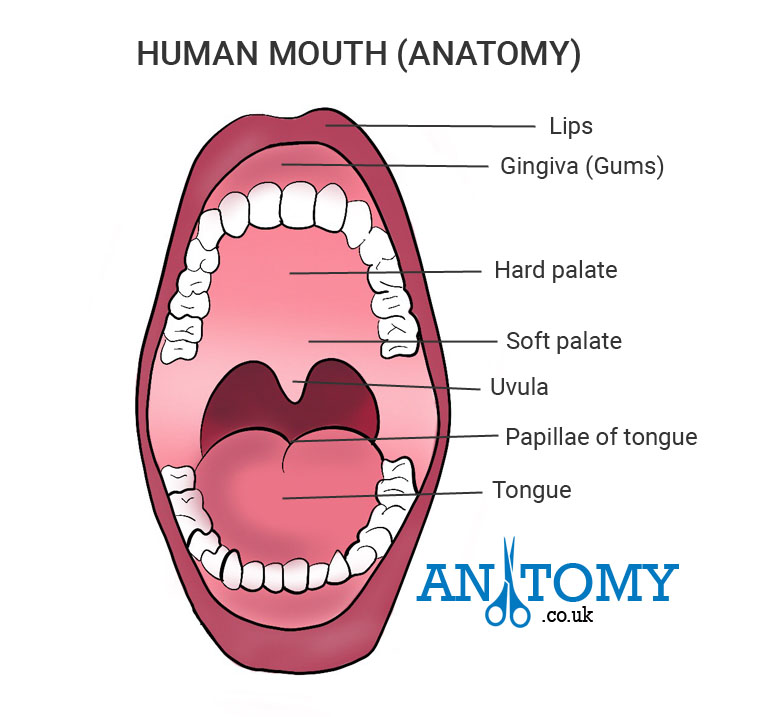 Human Mouth Structure And Anatomy With Pictures Functions 