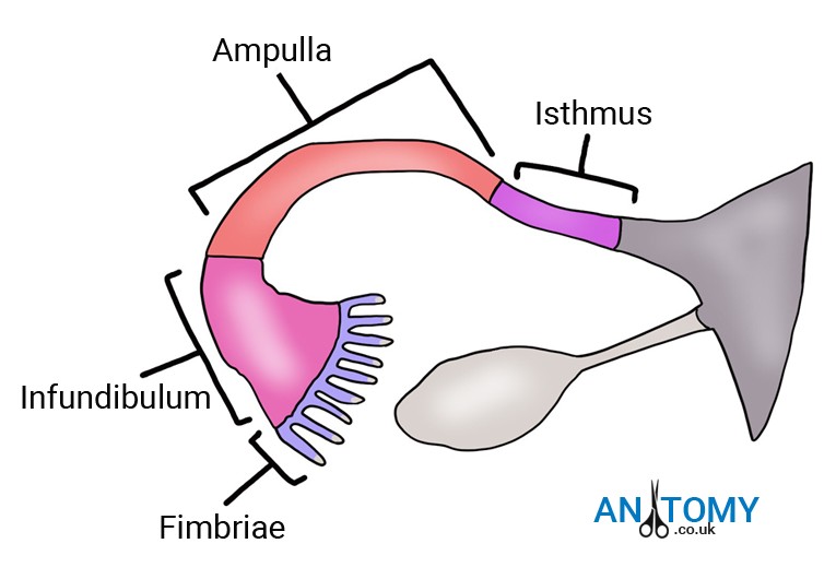 Fallopian Tube: Location, Structure, Function, Pain, Removal