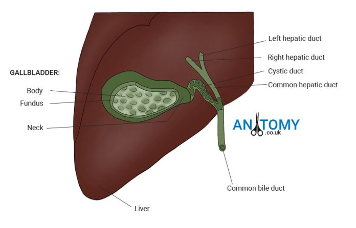 The Gallbladder: Function, Structure, Location with Pictures