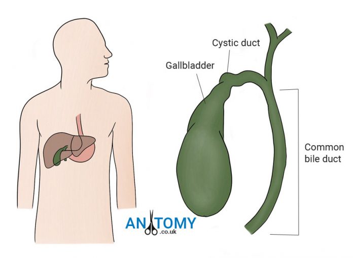 The Gallbladder: Function, Structure, Location with Pictures