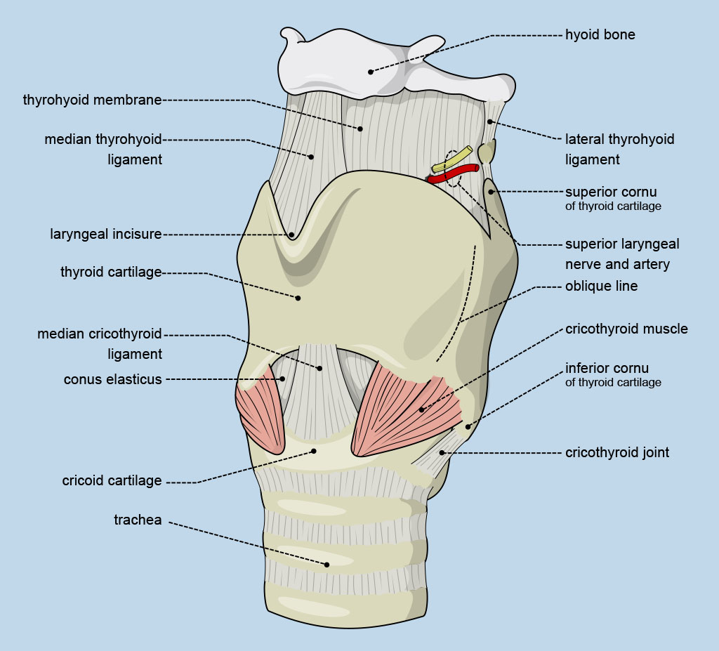 Thyroid Cartilage - Anatomy, Functions, Diagram, Facts, FAQ