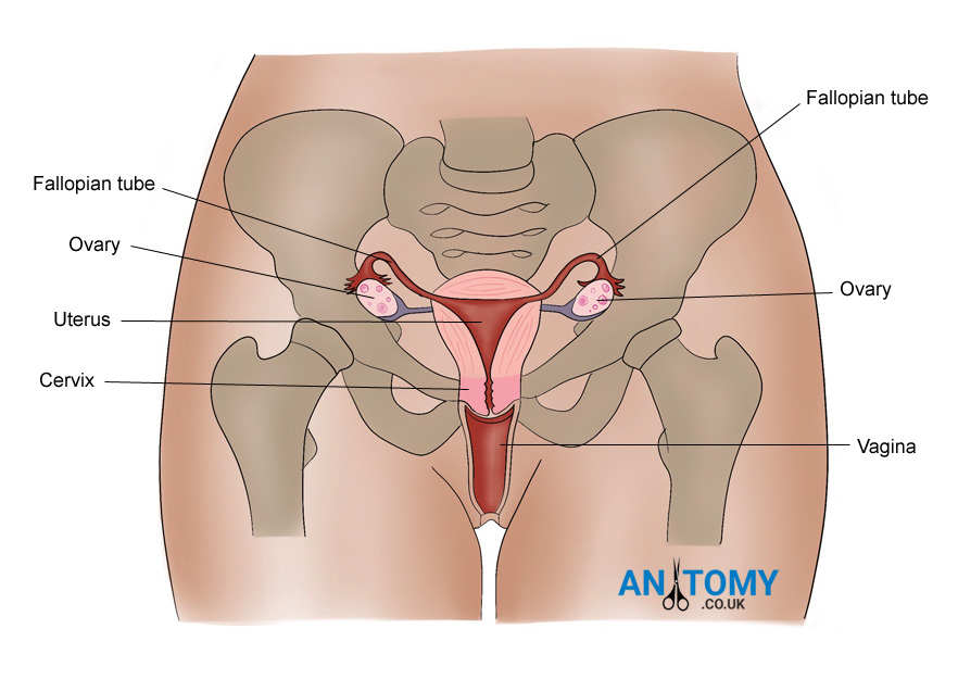 ovary