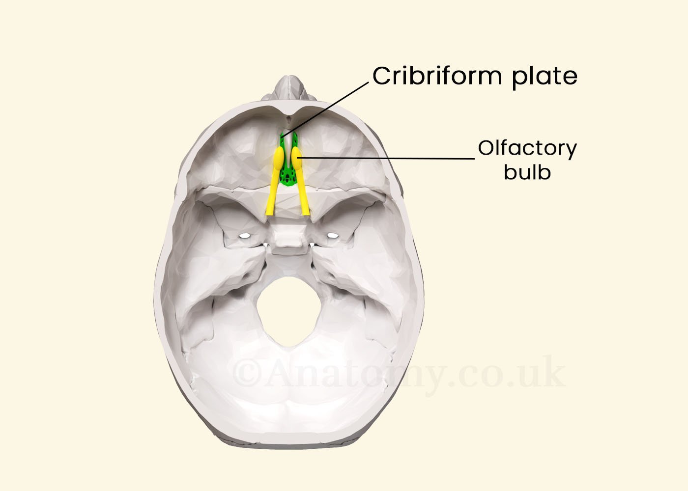 Cribriform Plate Structure Location Function Diagram