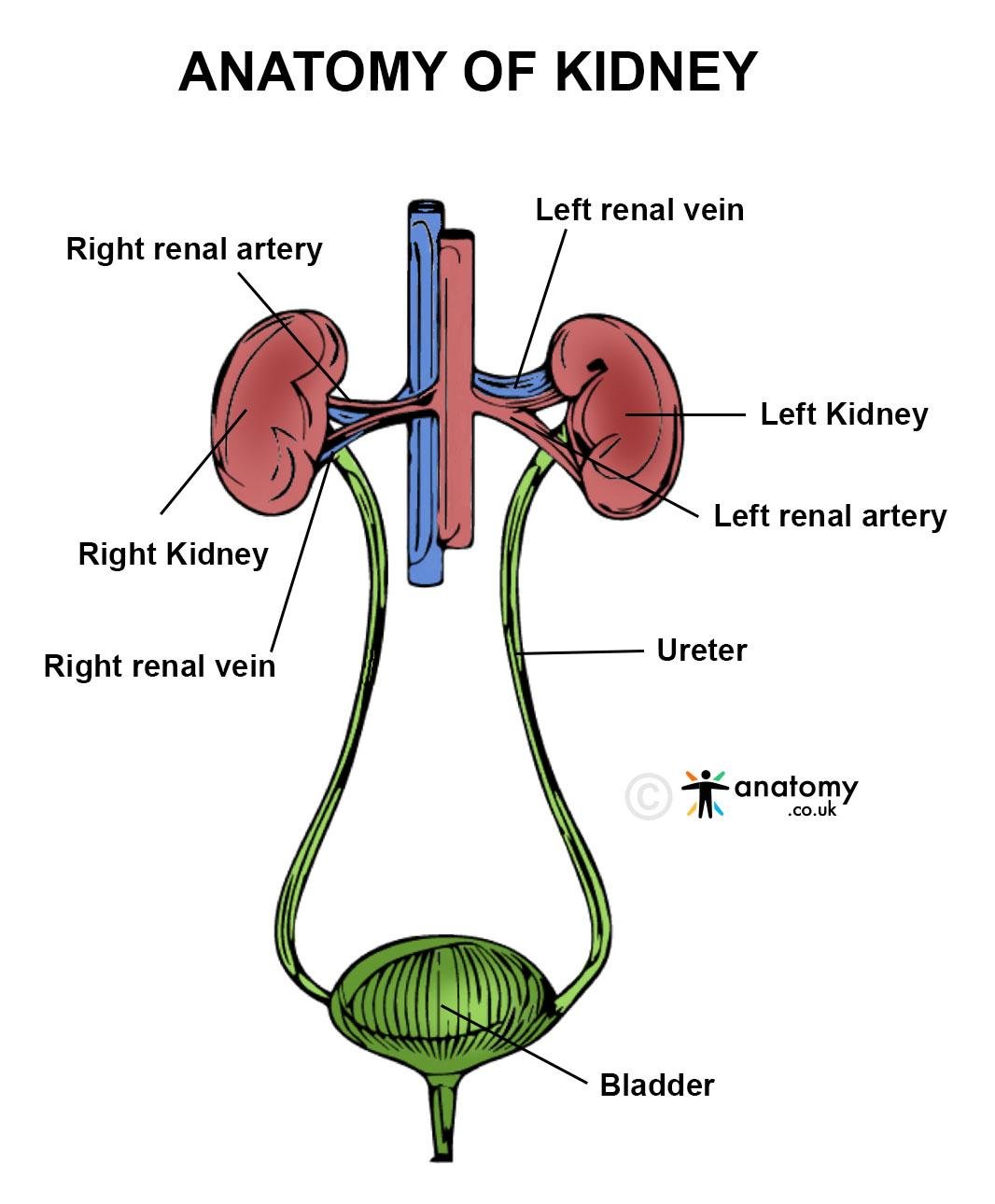 kidney anatomy