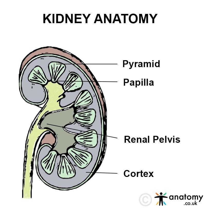 kidney