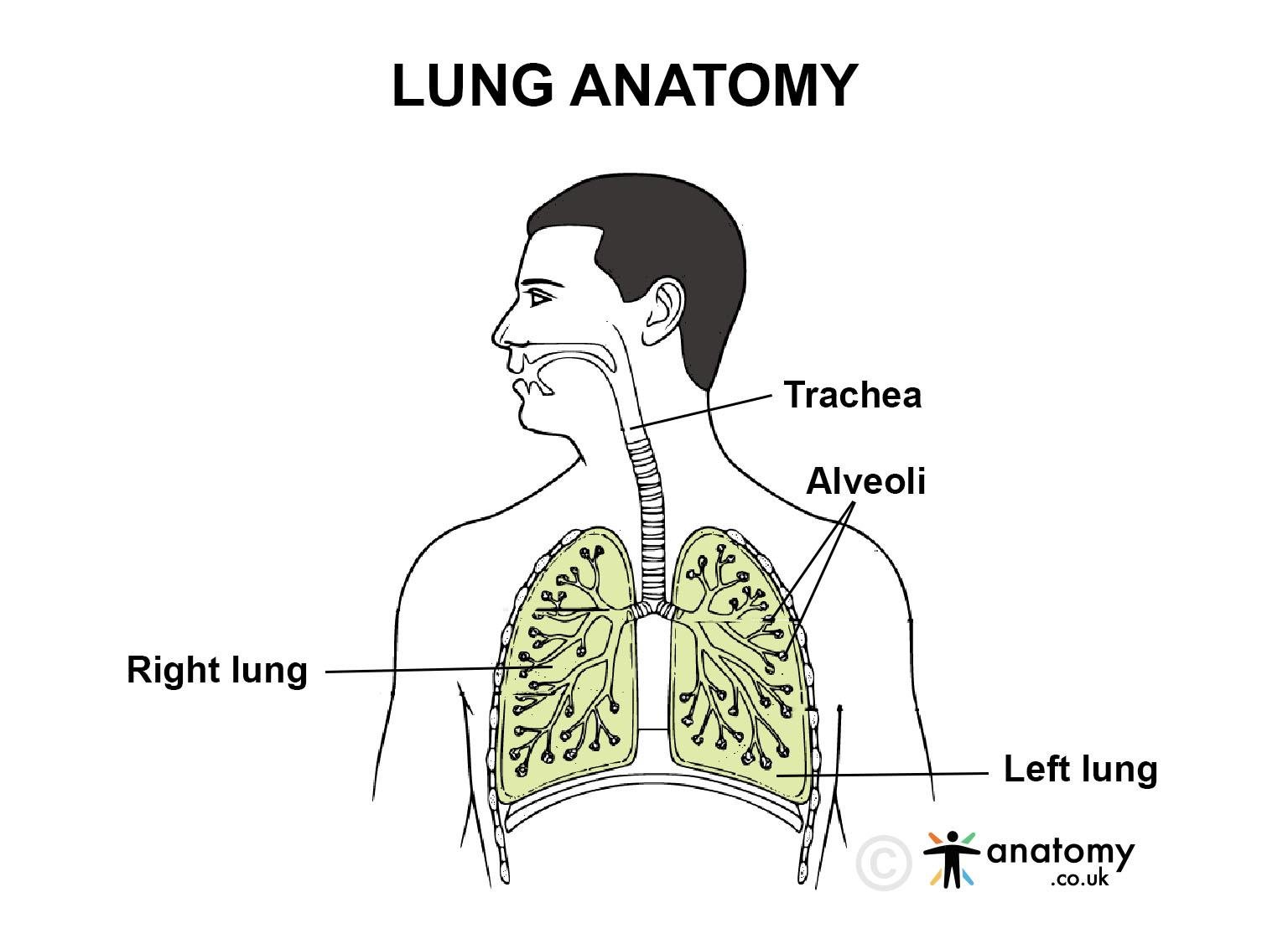 lung