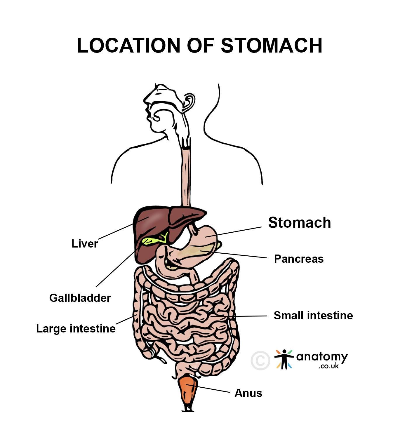 location of stomach