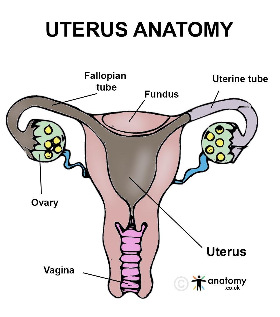 uterus